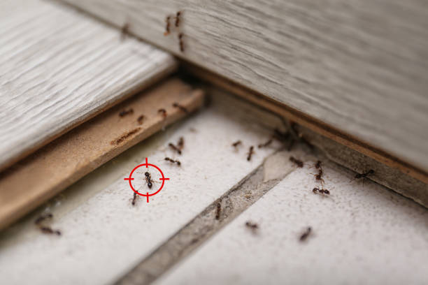 Best Wasp Removal Services  in Aptos, CA