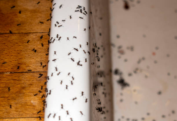 Best Commercial Pest Control Services  in Aptos, CA